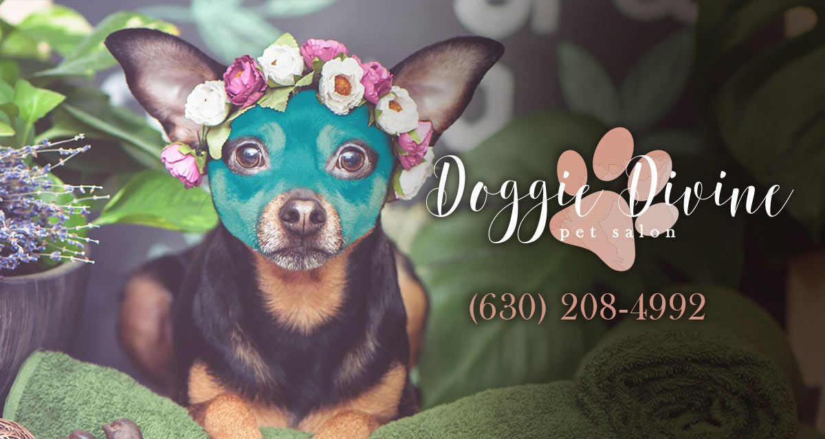 Blueberry Facials • Doggie Divine Pet Salon